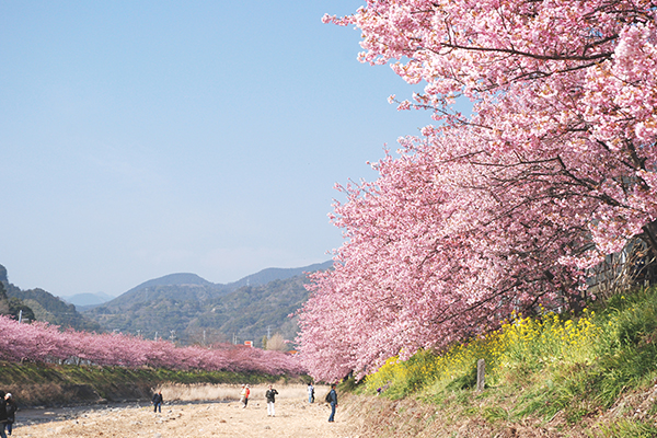 河津桜まつり