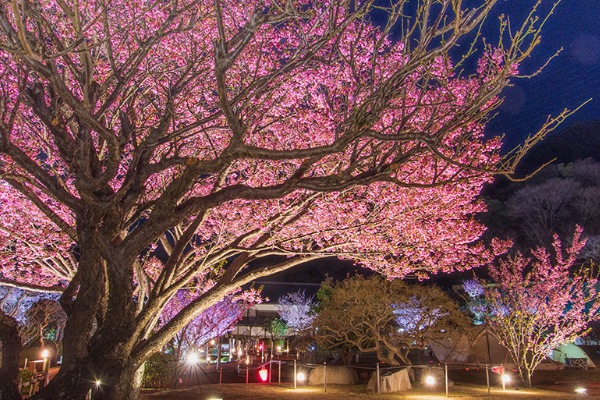 土肥桜