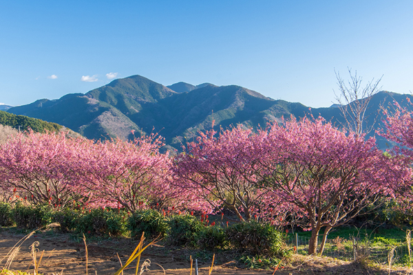 土肥桜