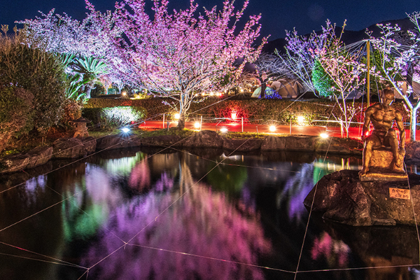 土肥桜