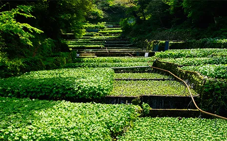 中伊豆「わさび」満喫ツアー